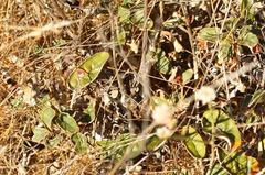 Eriogonum nudum auriculatum