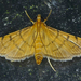 Bean-leaf Webworm Moth - Photo (c) krancmm, some rights reserved (CC BY-NC), uploaded by krancmm