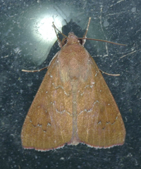 Anomis illita