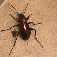 Carabus splendens