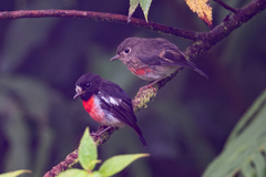 Pacific Robin photo 5