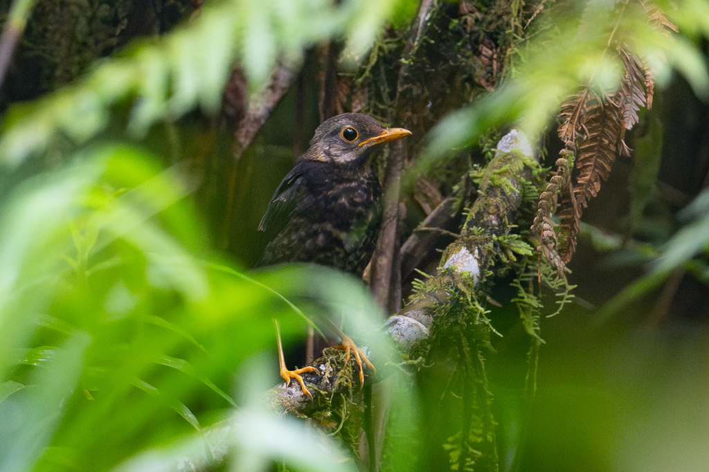 Fiji Island-Thrush (Turdus ruficeps) photo