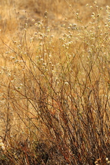 Eriogonum nudum auriculatum