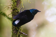 Silktail photo 4