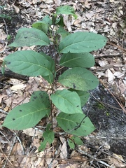 Diospyros virginiana image
