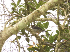 Turdus flavipes