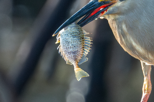 Black spinefoot (Siganus spinus) — Siganidae — 2