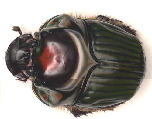 Oxysternon durantoni