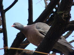 Columba palumbus