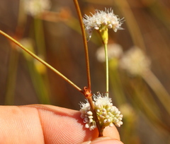 Eriogonum nudum auriculatum