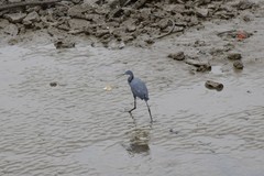 Egretta gularis