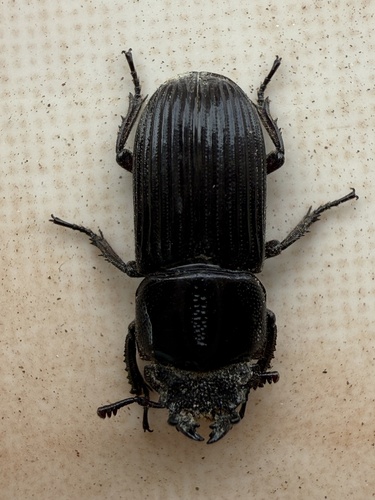 Nigidius nitidus
