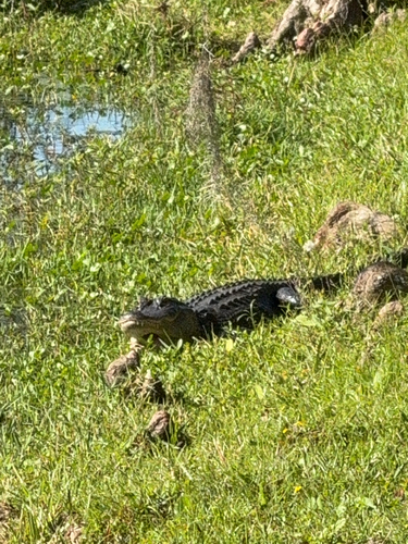 American Alligator
