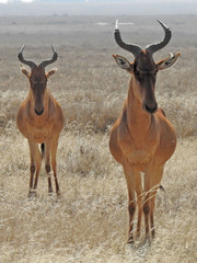 Hartebeest photo 2