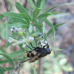 Volucella elegans