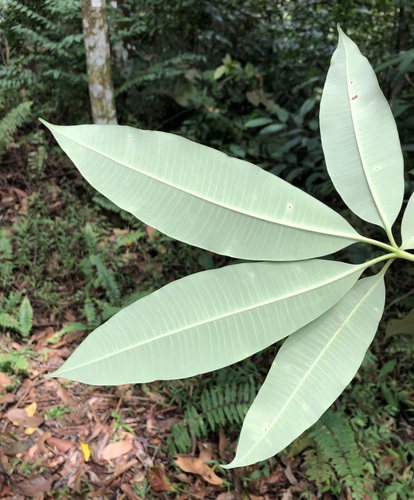 Image of Alstonia scholaris by (c) jonsense, some rights reserved (CC BY)