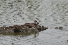 Microcarbo africanus