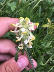Pedicularis compacta