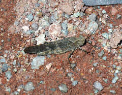 Trimerotropis verruculata