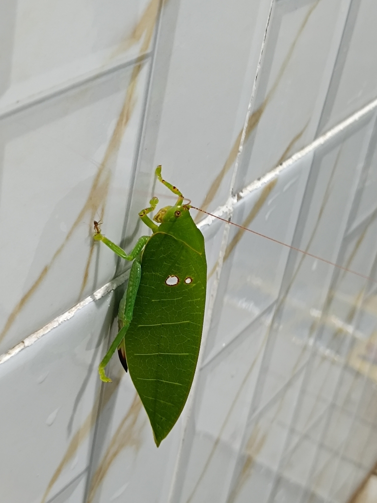 Cratioma aberratum
