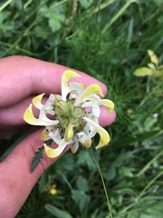 Pedicularis compacta