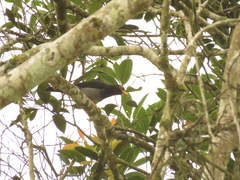Turdus flavipes