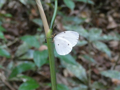 Cream Pierid Blue
