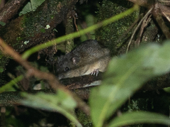 Amazonian Nectomys photo 3