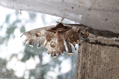Saturnia pyri