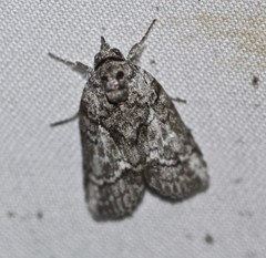 Nycteola polycyma