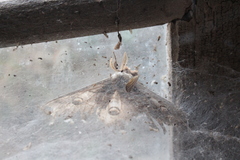 Saturnia pyri