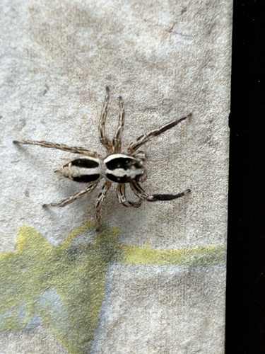 Pantropical Jumping Spider