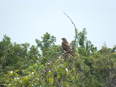Buteo solitarius