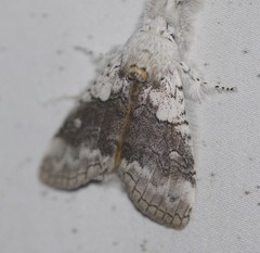 Calliteara farenoides