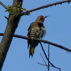 Colaptes auratus auratus