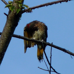 Colaptes auratus auratus
