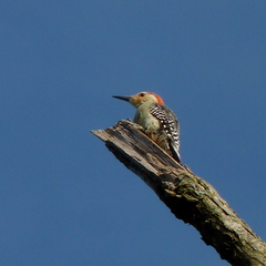 Melanerpes carolinus
