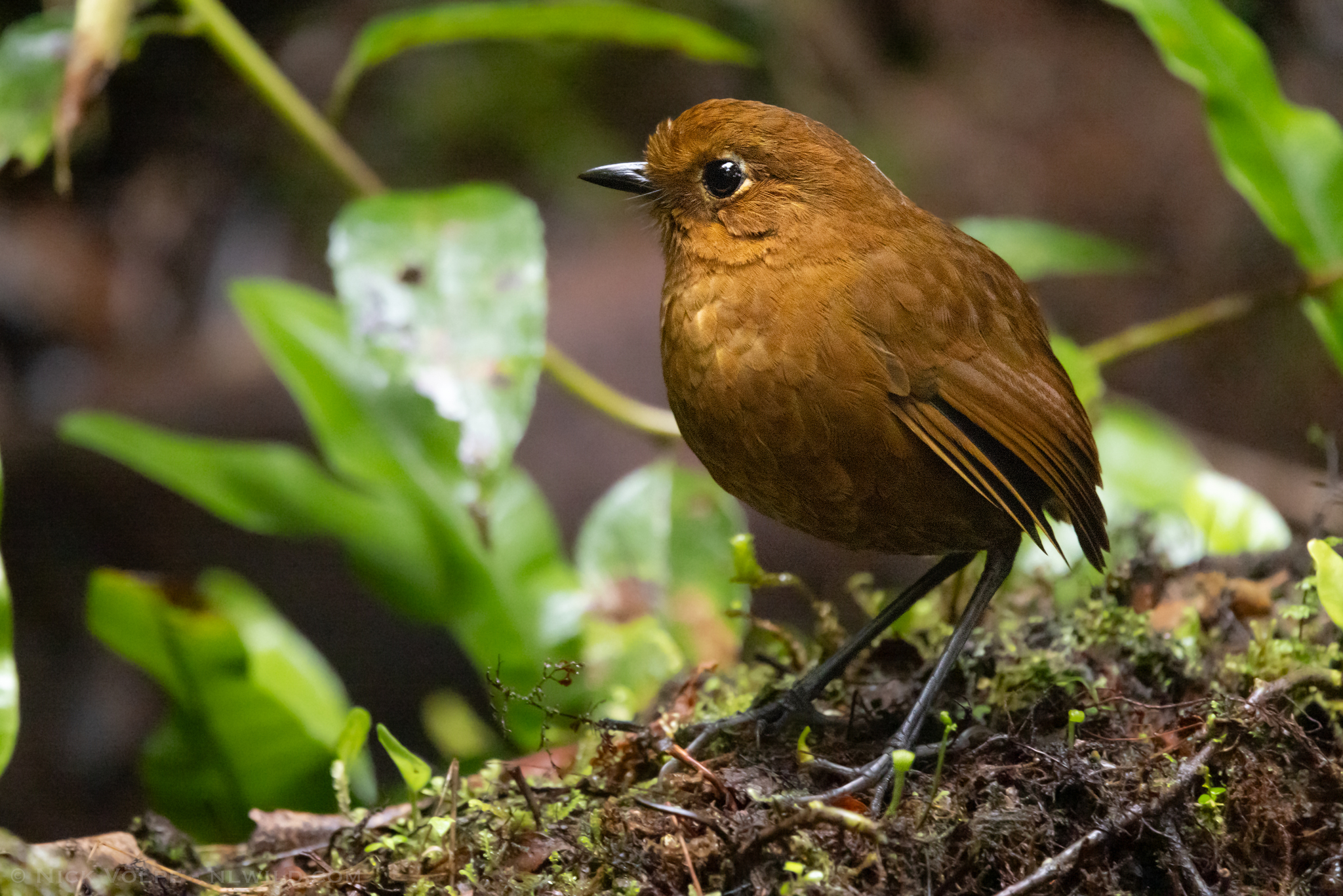 Urubamba Antpitta illustration