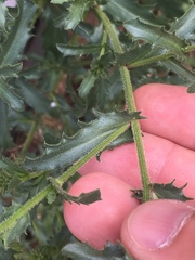 Dieteria bigelovii