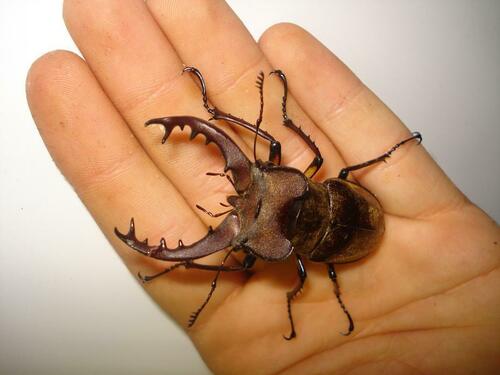 Miyama Stag Beetle