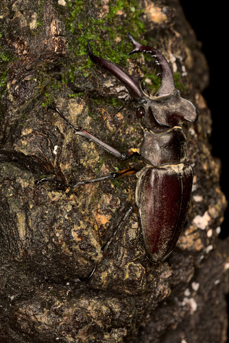 Miyama Stag Beetle