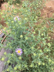 Dieteria bigelovii
