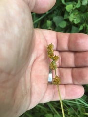 Carex annectens