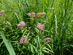 Asclepias incarnata incarnata