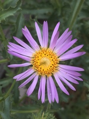 Dieteria bigelovii