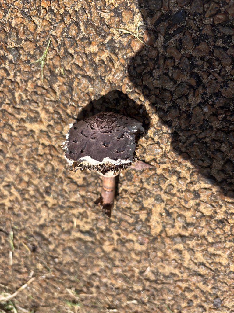 Chlorophyllum molybdites · February 2025 · photo: © networkentity (iNaturalist, cc-by)