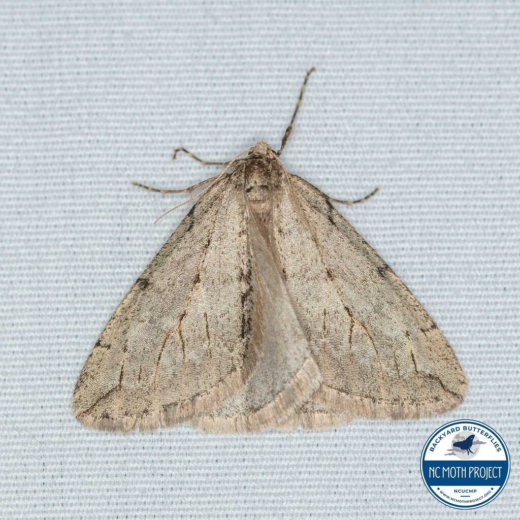 Paleacrita