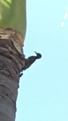 Melanerpes striatus