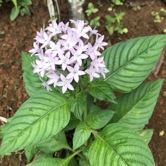 Pentas