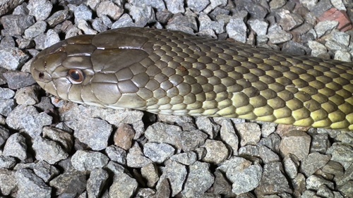 Mulga Snake sighting